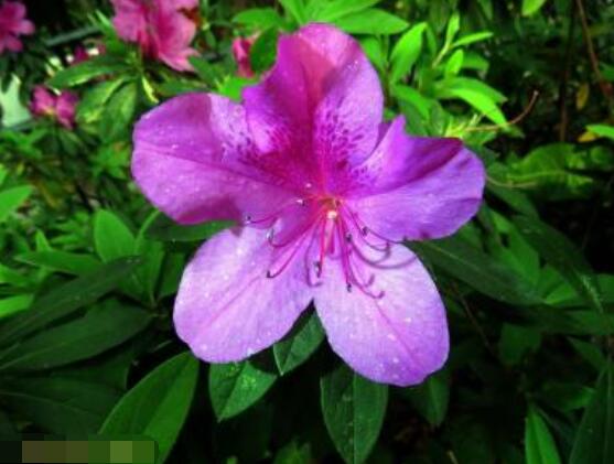 杜鵑花花后怎么修剪，老農(nóng)教你五大基本要點(diǎn)