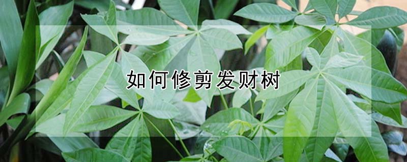 如何修剪發(fā)財(cái)樹