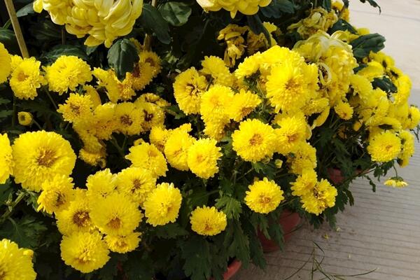 菊花秋天怎么養(yǎng)，保證光照、養(yǎng)分的充足