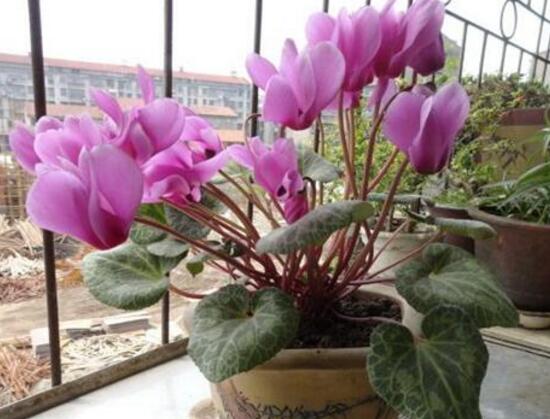 仙客來什么時(shí)候開花，仙客來一年開幾次花/冬季開花