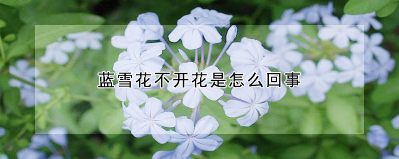 藍(lán)雪花不開(kāi)花是怎么回事