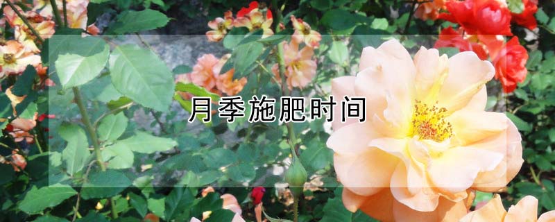 月季施肥時(shí)間