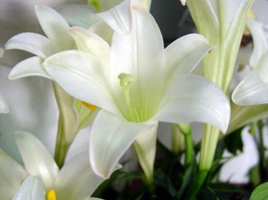 百合花可以水培嗎，水培百合花的養(yǎng)殖方法