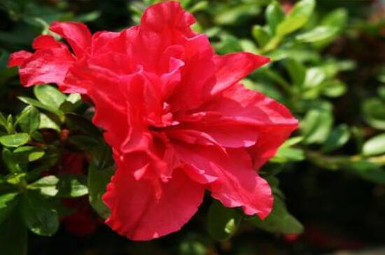 杜鵑花花后怎么修剪，老農(nóng)教你五大基本要點(diǎn)