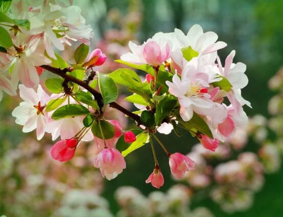 海棠花怎么施肥，海棠花施復(fù)合肥最好
