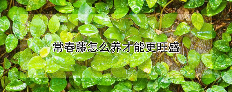 常春藤怎么養(yǎng)才能更旺盛