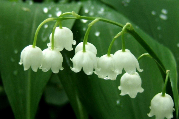 鈴蘭花的花語是什么，人格高尚/幸福歸來