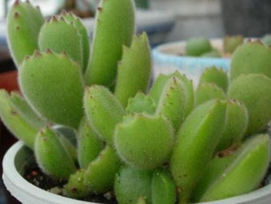 碧光環(huán)種植方法，擇健康種子、保水保肥土壤/淺盆為主