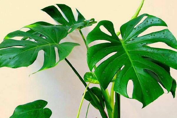 龜背竹的養(yǎng)殖方法，需要掌握的5大要點(diǎn)