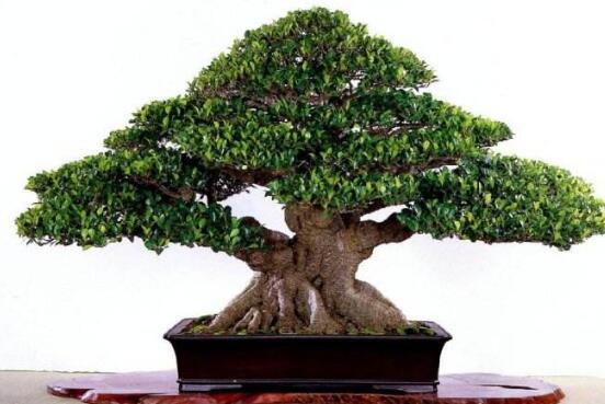 榕樹圖片，榕樹開花圖片
