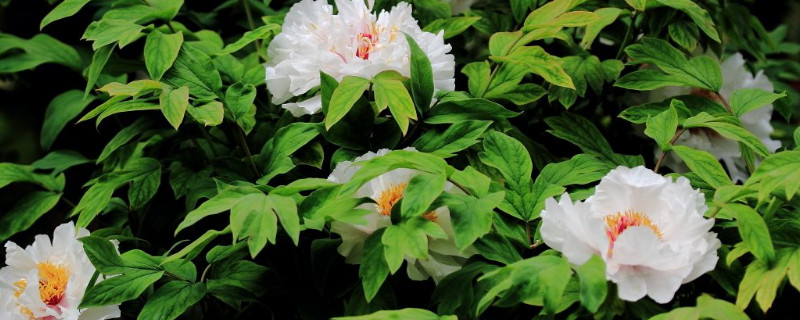 牡丹花在什么時(shí)間開(kāi)花