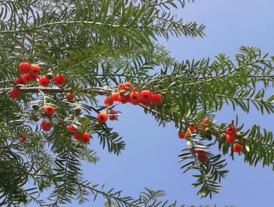 家養(yǎng)紅豆杉有什么好處，延年益壽、身體健康、長壽幸福