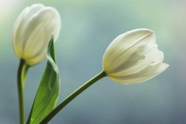 郁金香花語(yǔ)，不同顏色的郁金香花語(yǔ)不同