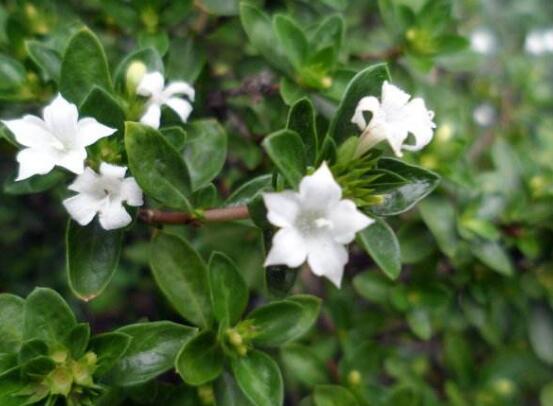 六月雪花期，六月雪花期持續(xù)達60天(5-7月份)