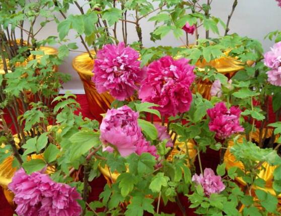 牡丹花爛根怎么辦，牡丹花爛根解決辦法