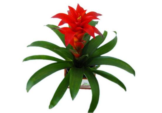 鴻運(yùn)當(dāng)頭為什么不開花，鴻運(yùn)當(dāng)頭不開花怎么辦