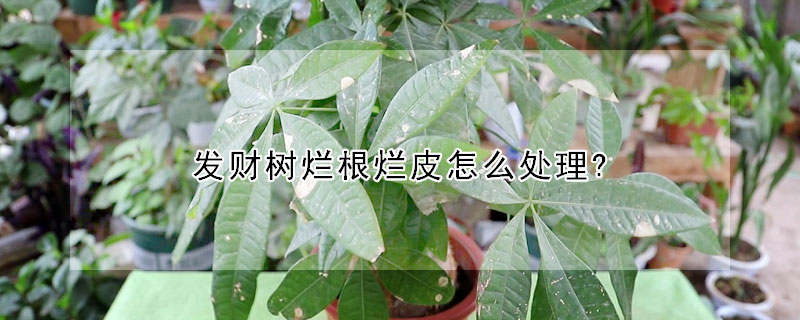 發(fā)財(cái)樹爛根爛皮怎么處理?