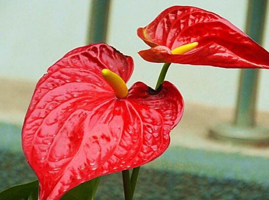 紅掌一年四季都開花嗎，紅掌四季養(yǎng)護(hù)方法