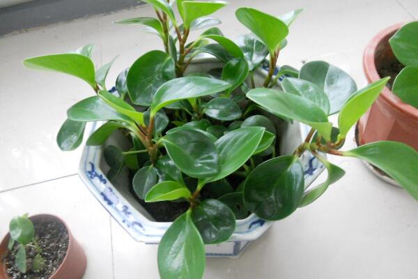 豆瓣綠和碧玉的區(qū)別，豆瓣綠是學(xué)名，碧玉是別稱