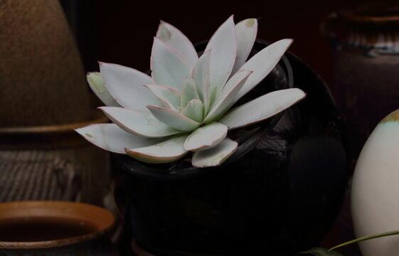 寶石花有哪些功效，美容養(yǎng)顏治便秘