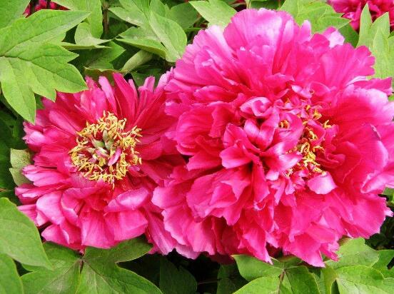 牡丹花有毒嗎，牡丹花可以在室內(nèi)養(yǎng)嗎