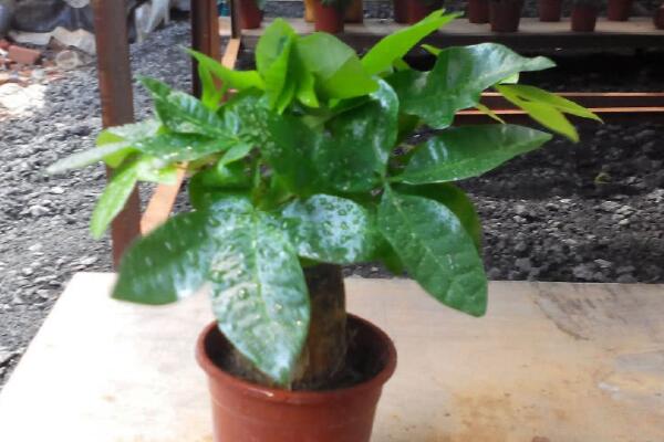 發(fā)財樹樹干變軟怎么辦，具體原因以及處理方法