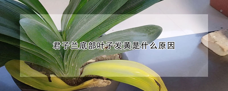 君子蘭底部葉子發(fā)黃是什么原因