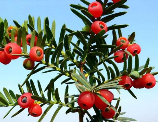 紅豆杉用什么土栽培好，疏松透氣、保水保肥