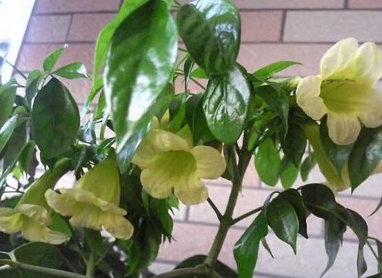 幸福樹(shù)開(kāi)花嗎，幸福樹(shù)開(kāi)花的寓意
