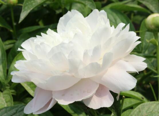 芍藥花什么時(shí)候開，每年4-6月就會(huì)含苞盛開