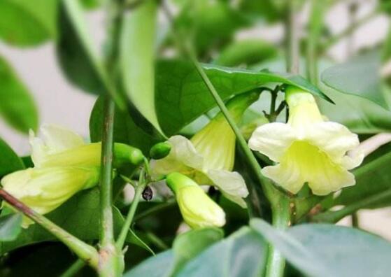 幸福樹(shù)開(kāi)花嗎，幸福樹(shù)開(kāi)花的寓意