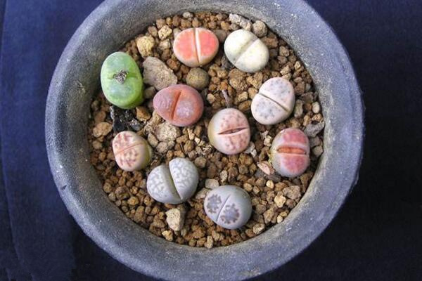 生石花繁殖方法，主要通過播種和分株兩種方法進(jìn)行