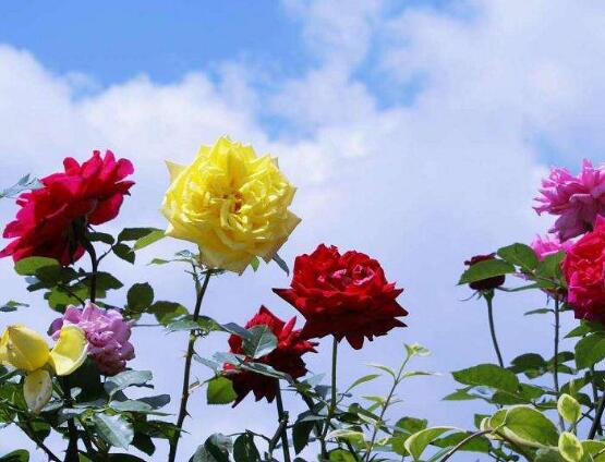 月季花的資料，享譽(yù)中國的花中皇后