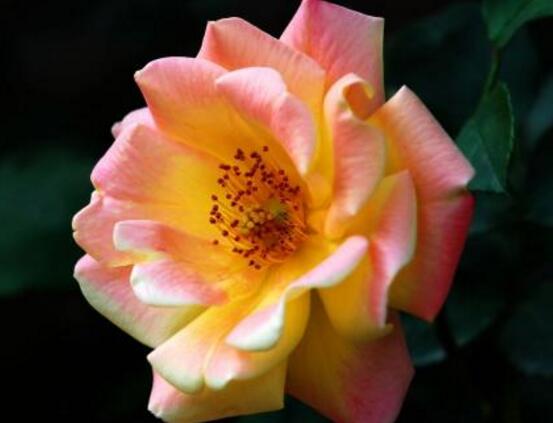 薔薇花有毒嗎，薔薇花可以種植在室內(nèi)嗎