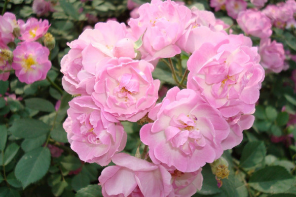 黃薔薇花語是什么，象征著永恒的微笑