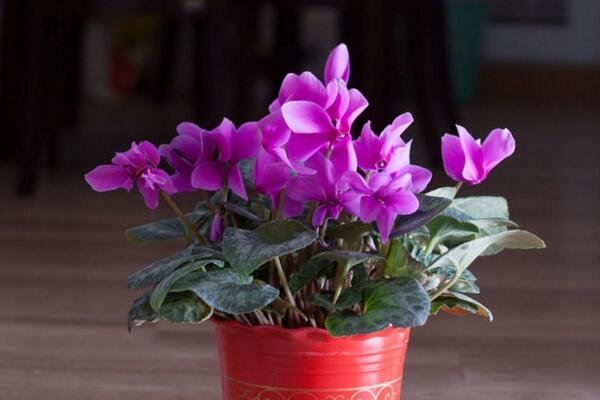 仙客來花期養(yǎng)護(hù)及花后管理，最重要的5個(gè)步驟