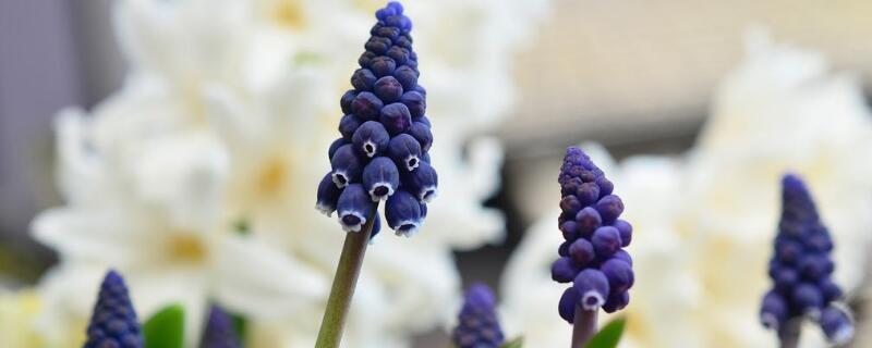 葡萄風(fēng)信子花語(yǔ)
