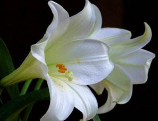 百合花怎么繁殖，百合花的繁殖方法