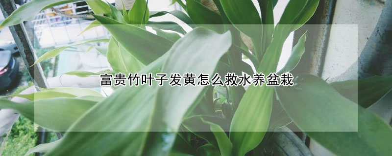 富貴竹葉子發(fā)黃怎么救水養(yǎng)盆栽