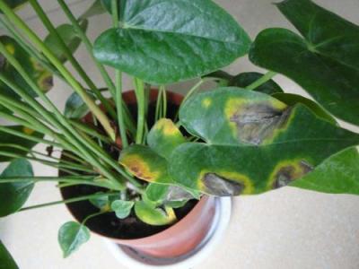 紅掌葉片變褐壞死怎么辦，兩種防治方法保你紅掌綠油油