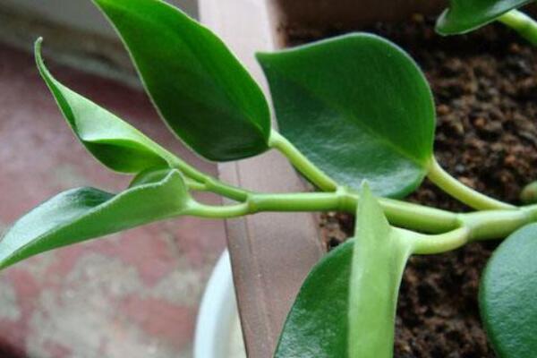 碧玉花植物如何移栽，簡(jiǎn)單三步教你扦插成活