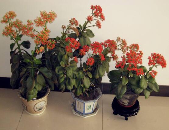 長壽花開花時(shí)怎么澆水，做好這四大要點(diǎn)花開茂盛