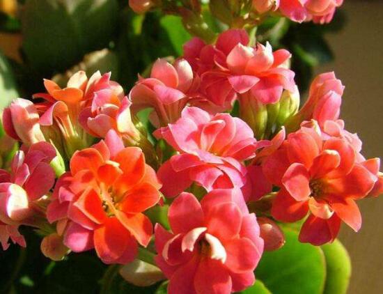 長(zhǎng)壽花可以放臥室嗎，長(zhǎng)壽花放臥室凈化空氣
