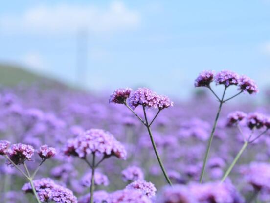 薰衣草精油的功效與用法，美容養(yǎng)顏、舒緩心情