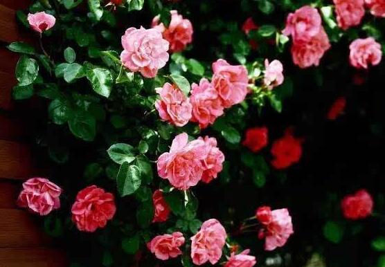 薔薇花葉子發(fā)黃怎么辦，薔薇花葉子發(fā)黃解決辦法