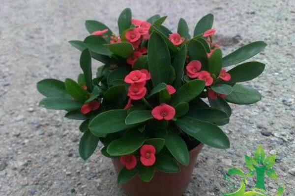 虎刺梅一年開幾次花，只要養(yǎng)護得當虎刺梅可以四季開花