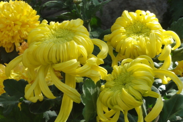 菊花水培注意事項(xiàng)