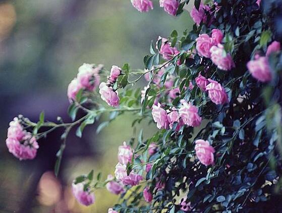 薔薇花的種植方法，盤點(diǎn)薔薇花七大種植方法