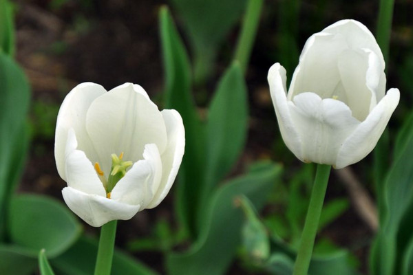 白色郁金香花語(yǔ)