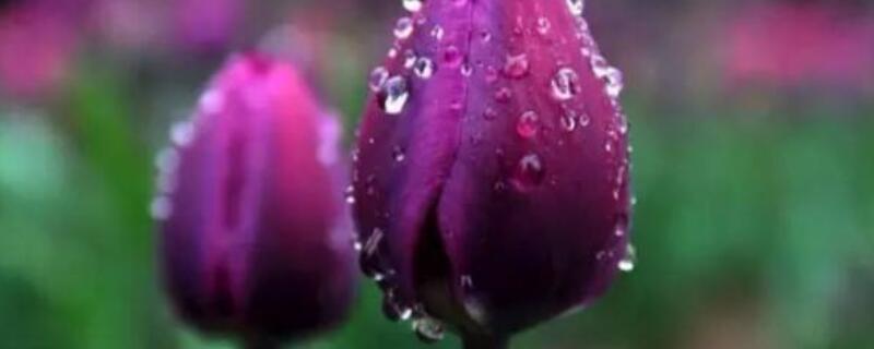 紫色郁金香花語(yǔ)和寓意